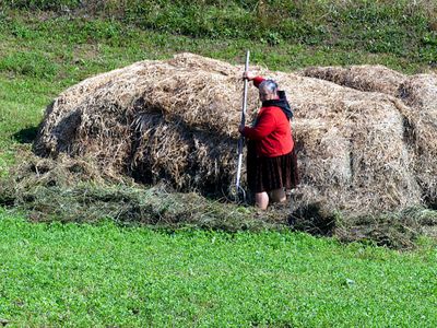 Hay Making by Hand