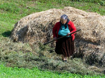 Hay Making by Hand