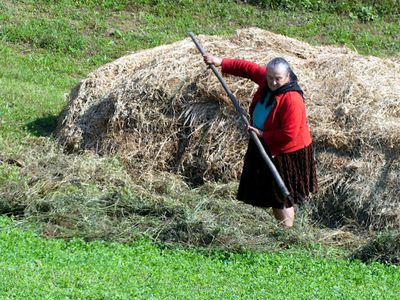Hay Making by Hand