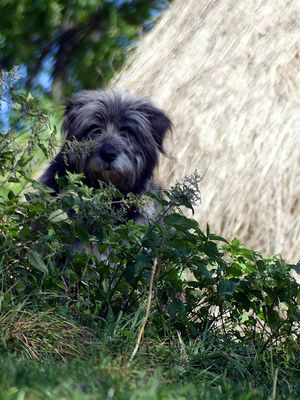 Walking Magura and Pestera Villages