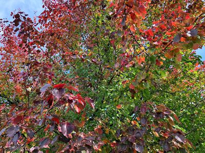 Autumn 2025, Canberra, ACT