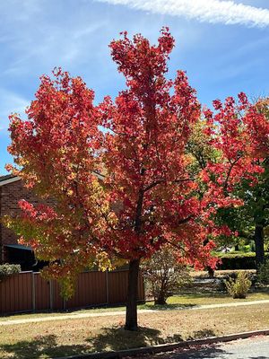 Autumn 2025, Canberra, ACT