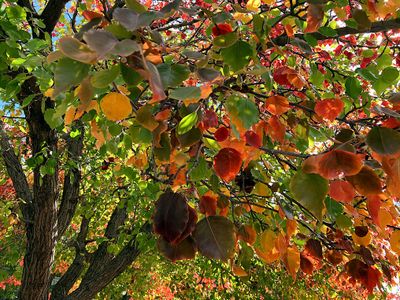 Autumn 2025, Canberra, ACT