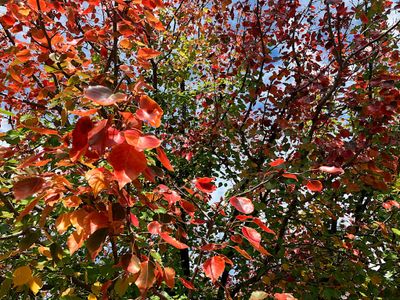Autumn 2025, Canberra, ACT