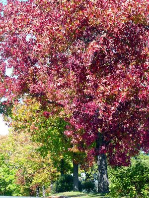 Autumn 2025, Canberra, ACT