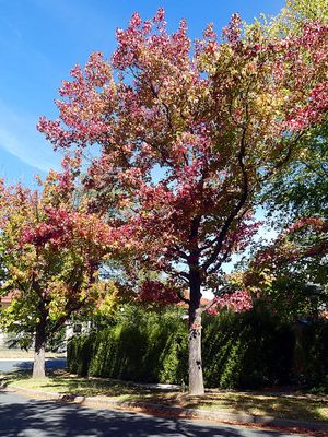 Autumn 2025, Canberra, ACT