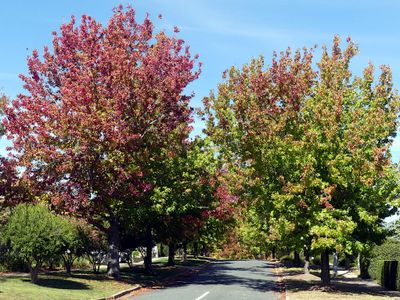Autumn 2025, Canberra, ACT