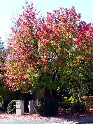 Autumn 2025, Canberra, ACT