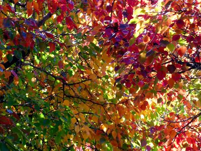 Autumn 2025, Canberra, ACT