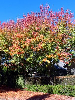 Autumn 2025, Canberra, ACT