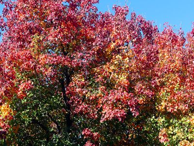 Autumn 2025, Canberra, ACT