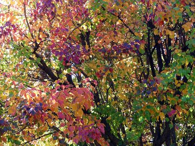 Autumn 2025, Canberra, ACT