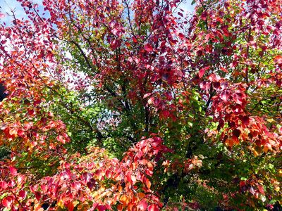 Autumn 2025, Canberra, ACT