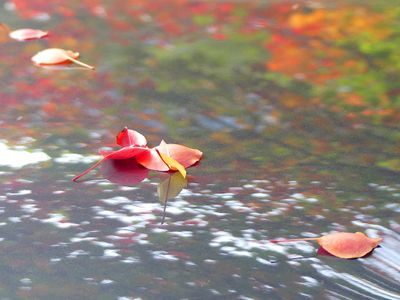 Autumn