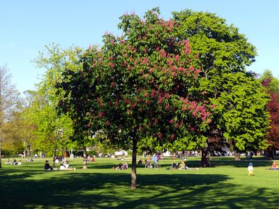 King's Garden 