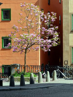 Gamla Stan (Old Town)