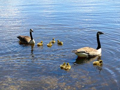Spring in Sigtuna