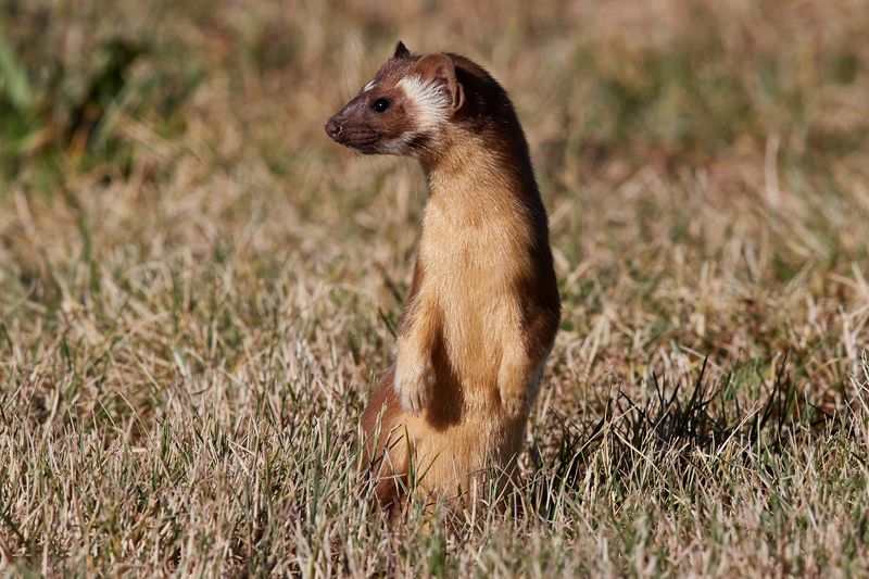 Long-Tailed Weasel