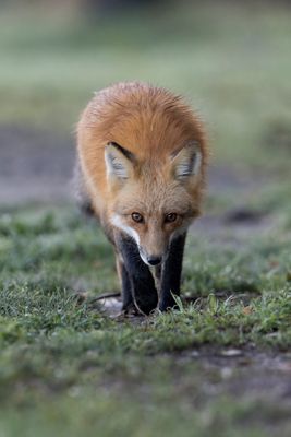 Red Fox