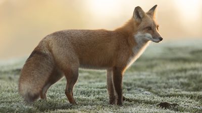 Red Fox