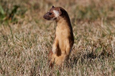 Long-Tailed Weasel