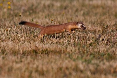 Long-Tailed Weasel