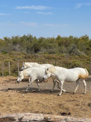 IMG_3897.jpg