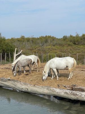 IMG_3911.jpg