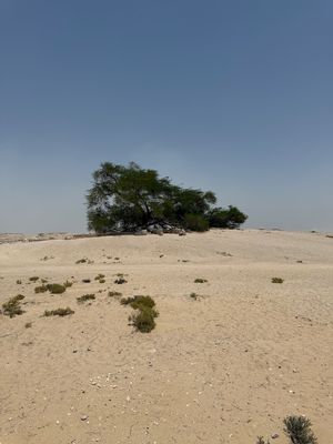 IMG_7679.jpg