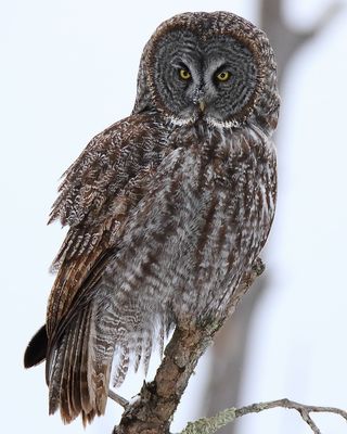 Great gray owl