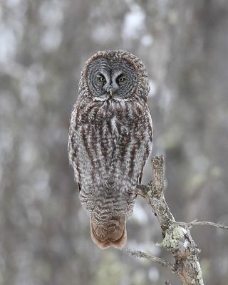 Great gray owl