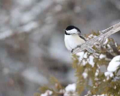 Black capped chickadee