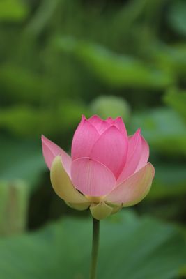 IMG_7385.JPG