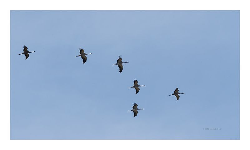 Grou  ---  Crane  ---  (Grus grus)