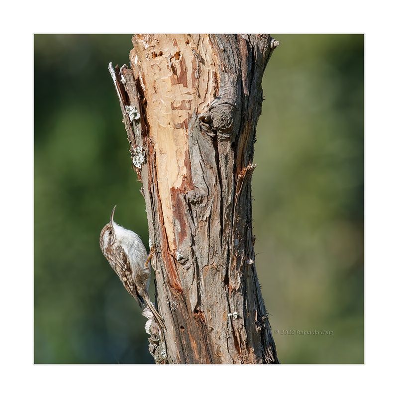 Trepadeira  ---  Short-toed Treecreeper  ---  (Certhia brachydactyla)