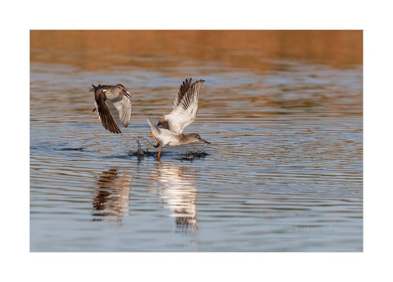 Perna-vermelha  ---  Redshank  ---  (Tringa totanus)