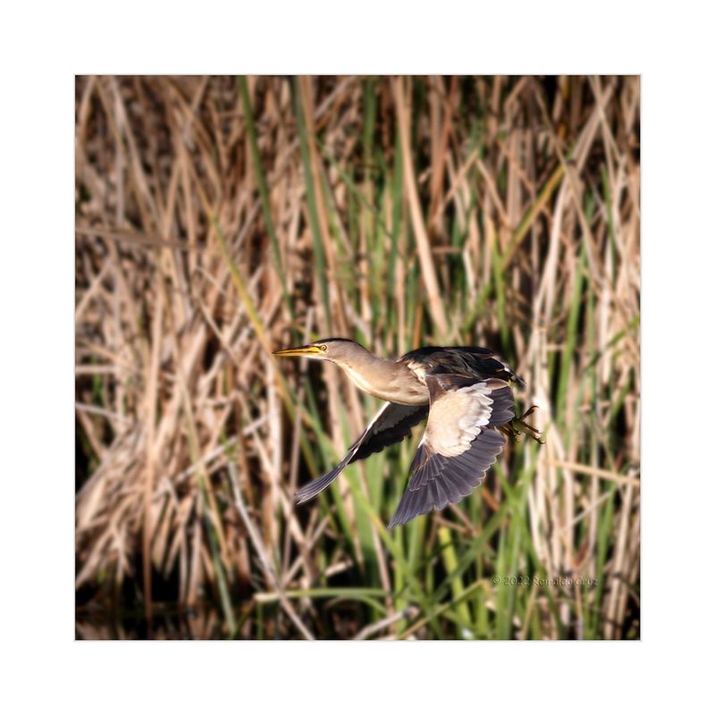 Garote  ---  Little Bitern  ---  (Ixobrychus minutus)