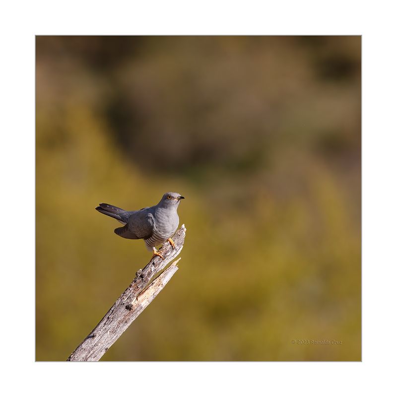 Cuco  ---  Cuckoo  ---  (Cuculus canorus)