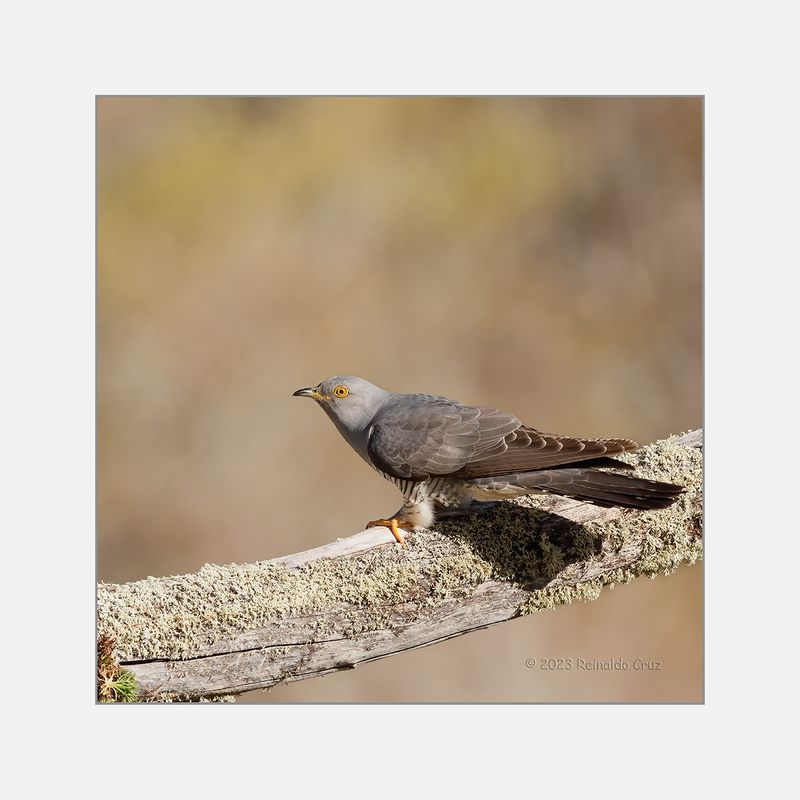 Cuco  ---  Cuckoo  ---  (Cuculus canorus)