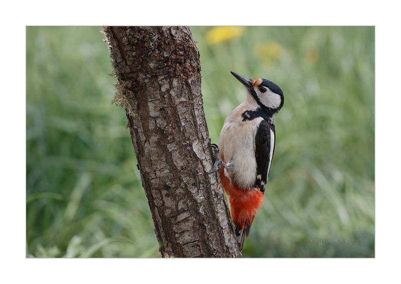 Pica-pau-malhado  ---  Great Spotted Woodpecker  ---  (Dendrocopos major)