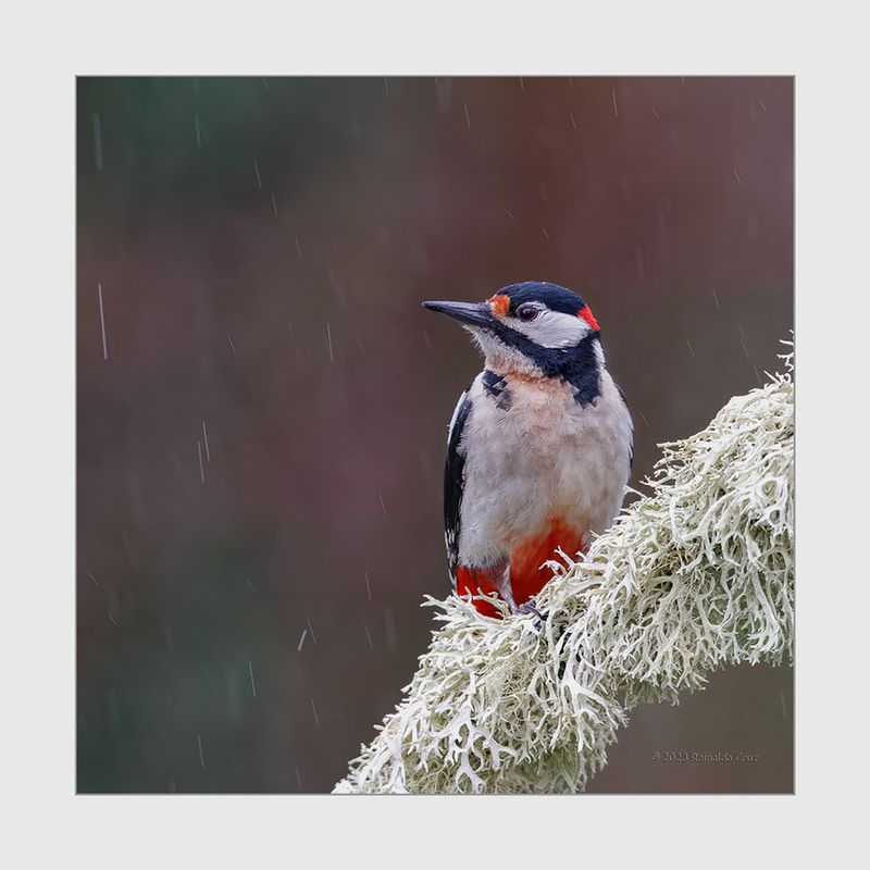 Pica-pau-malhado  ---  Great Spotted Woodpecker  ---  (Dendrocopos major)