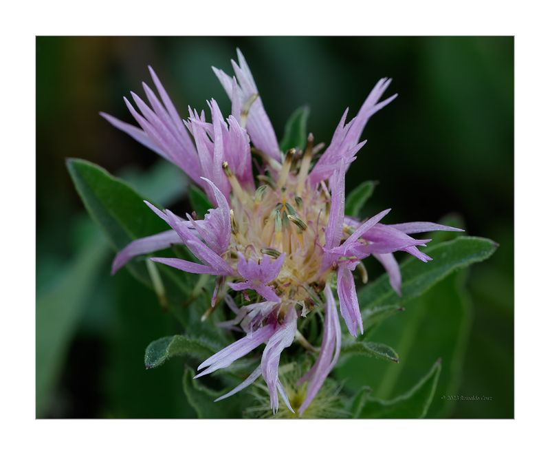 Cardinho-das-almorreimas-----Centaurea-pullata
