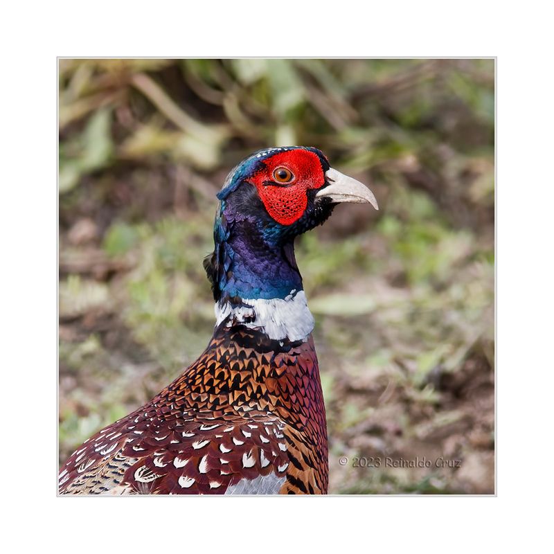 Faiso  ---  Pheasant  ---  (Phasianus colchicus)