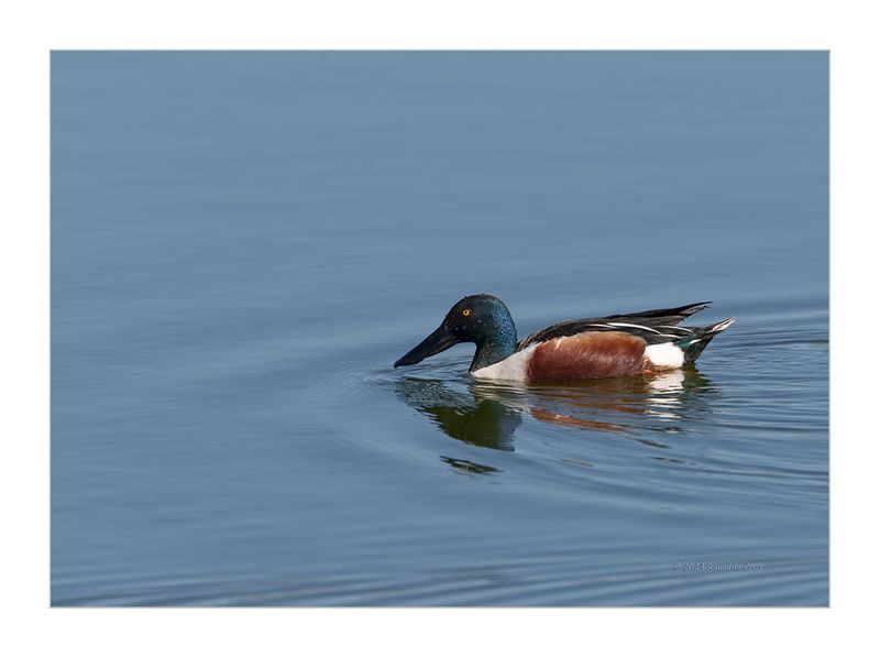 Pato-colhereiro  ---  Shoveler  ---  (Anas clypeata)