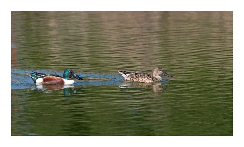 Pato-colhereiro  ---  Shoveler  ---  (Anas clypeata)