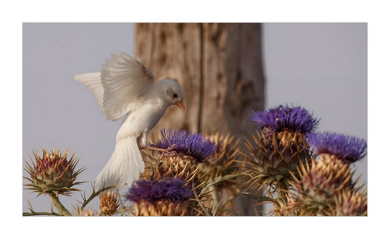 Picano-barreteiro  ---  Woodchat Shrike  ---  (Lanius senator) - ALBINO
