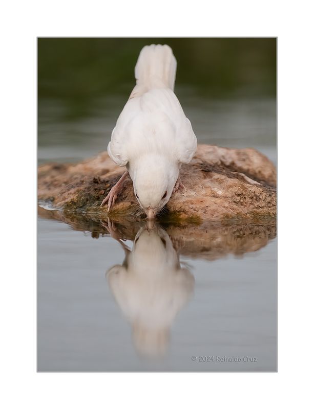 Picano-barreteiro  ---  Woodchat Shrike  ---  (Lanius senator) - ALBINO