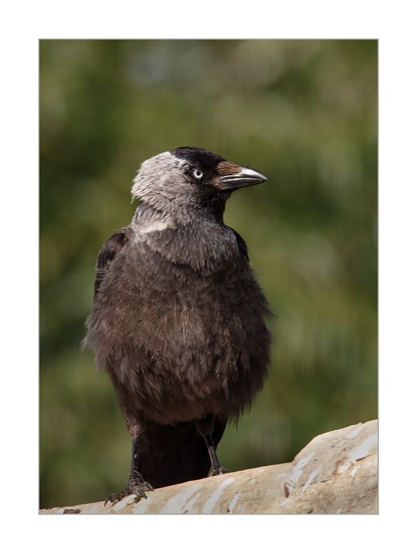Gralha-de-nuca-cinzenta  ---  Jackdaw  ---  (Corvus monedula)