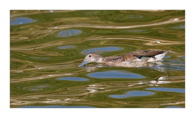 Marrequinha-de-coleira  -- Ringed Teal  --  (Callonetta leucophrys) 