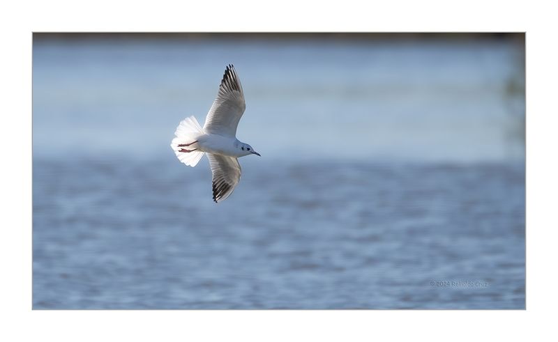 Guincho  ---  Black-headed Gull  ---  (Larus ridibundus)